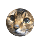 愛猫くうちゃん（個別スタンプ：1）