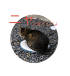 愛猫くうちゃん（個別スタンプ：2）