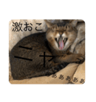 愛猫くうちゃん（個別スタンプ：3）