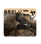 愛猫くうちゃん（個別スタンプ：5）