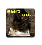 愛猫くうちゃん（個別スタンプ：8）
