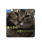 愛猫くうちゃん（個別スタンプ：10）