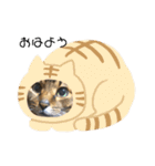 愛猫くうちゃん（個別スタンプ：16）
