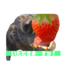 ぶらつきくん ①（個別スタンプ：14）