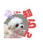 TSUJIMLTOワンワン（個別スタンプ：1）