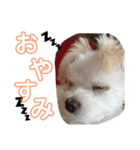 TSUJIMLTOワンワン（個別スタンプ：3）