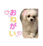 TSUJIMLTOワンワン（個別スタンプ：8）