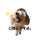 わんことにゃんこの日常。（個別スタンプ：3）