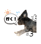 わんことにゃんこの日常。（個別スタンプ：10）