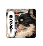 わんことにゃんこの日常。（個別スタンプ：11）