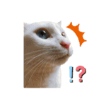 わんことにゃんこの日常。（個別スタンプ：13）