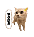 わんことにゃんこの日常。（個別スタンプ：16）