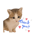 わんことにゃんこの日常。（個別スタンプ：20）
