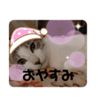 わんことにゃんこの日常。（個別スタンプ：21）