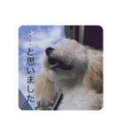 わんことにゃんこの日常。（個別スタンプ：22）