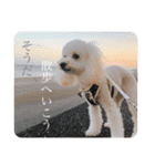 わんことにゃんこの日常。（個別スタンプ：23）