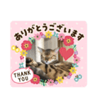 洸直のアルにゃん（個別スタンプ：5）