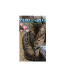 洸直のアルにゃん（個別スタンプ：8）