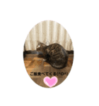 洸直のアルにゃん（個別スタンプ：10）
