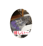 洸直のアルにゃん（個別スタンプ：12）