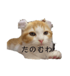 汎用性ばつぐん！とわちゃんとふうまん（個別スタンプ：6）