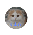 汎用性ばつぐん！とわちゃんとふうまん（個別スタンプ：8）
