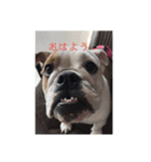 ブルドッグの笑ちゃん②（個別スタンプ：1）