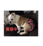 ブルドッグの笑ちゃん②（個別スタンプ：4）