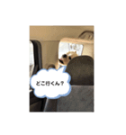 ブルドッグの笑ちゃん②（個別スタンプ：7）