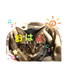 森家のぐるちゃん（個別スタンプ：1）