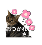 森家のぐるちゃん（個別スタンプ：3）