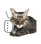 森家のぐるちゃん（個別スタンプ：7）