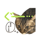 森家のぐるちゃん（個別スタンプ：8）