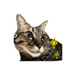 森家のぐるちゃん（個別スタンプ：9）
