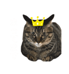 森家のぐるちゃん（個別スタンプ：12）