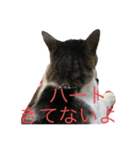 実家で飼ってるクロちゃんのスタンプ第3弾（個別スタンプ：2）