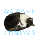 実家で飼ってるクロちゃんのスタンプ第3弾（個別スタンプ：3）