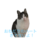 実家で飼ってるクロちゃんのスタンプ第3弾（個別スタンプ：4）