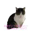 実家で飼ってるクロちゃんのスタンプ第3弾（個別スタンプ：6）