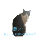 実家で飼ってるクロちゃんのスタンプ第3弾（個別スタンプ：7）