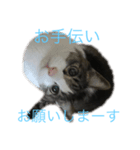 実家で飼ってるクロちゃんのスタンプ第3弾（個別スタンプ：8）