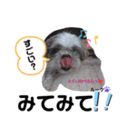 みことわんこ⑧（個別スタンプ：3）