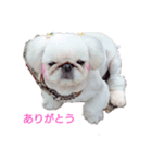 ピンクのルナちゃん（個別スタンプ：5）