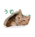 返信に最適な猫スタンプ（個別スタンプ：1）
