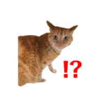 返信に最適な猫スタンプ（個別スタンプ：4）