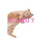 返信に最適な猫スタンプ（個別スタンプ：5）