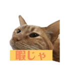 返信に最適な猫スタンプ（個別スタンプ：6）