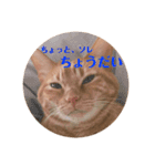 返信に最適な猫スタンプ（個別スタンプ：7）