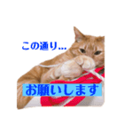 返信に最適な猫スタンプ（個別スタンプ：9）