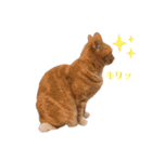 返信に最適な猫スタンプ（個別スタンプ：10）